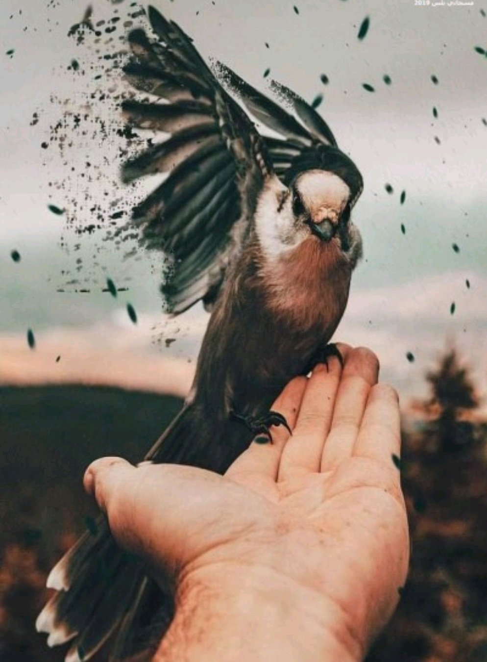 روضه نخلان